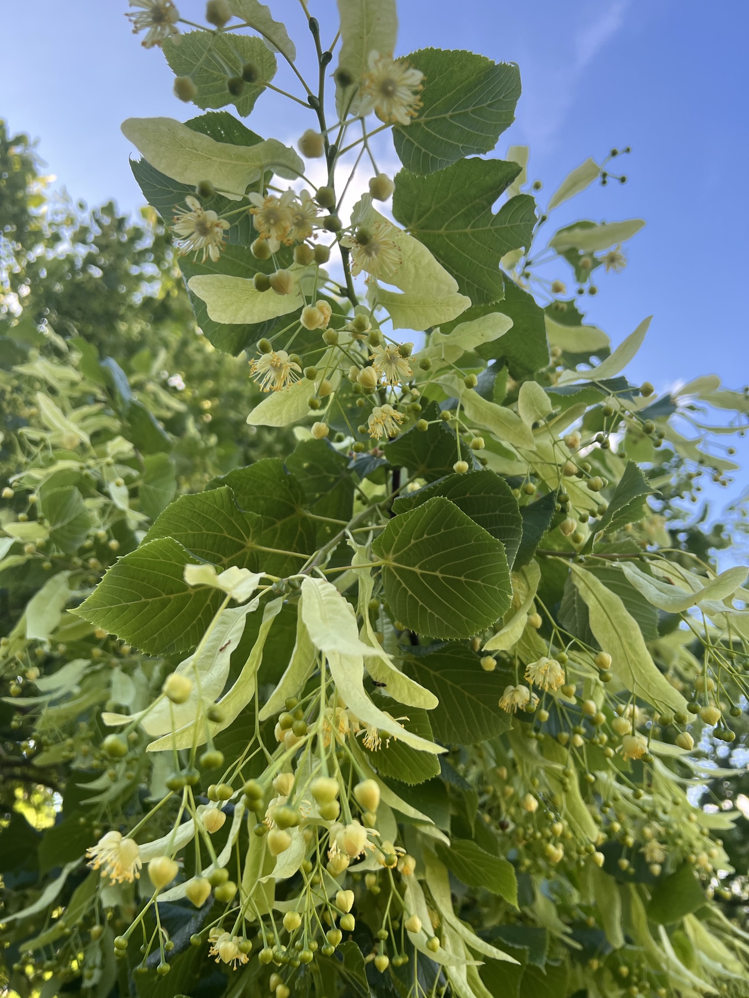 Lindeblomster