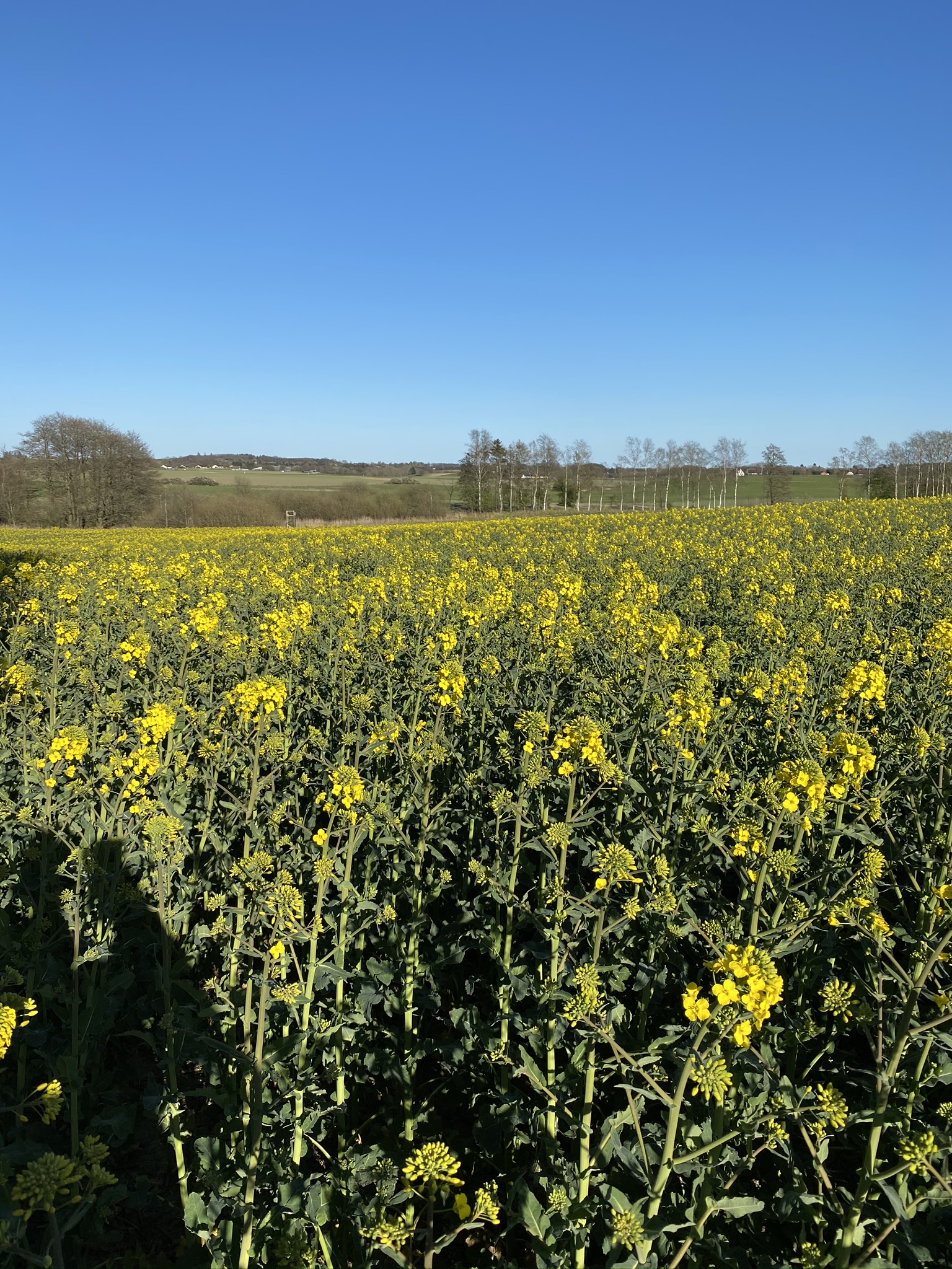 Rapsblomster