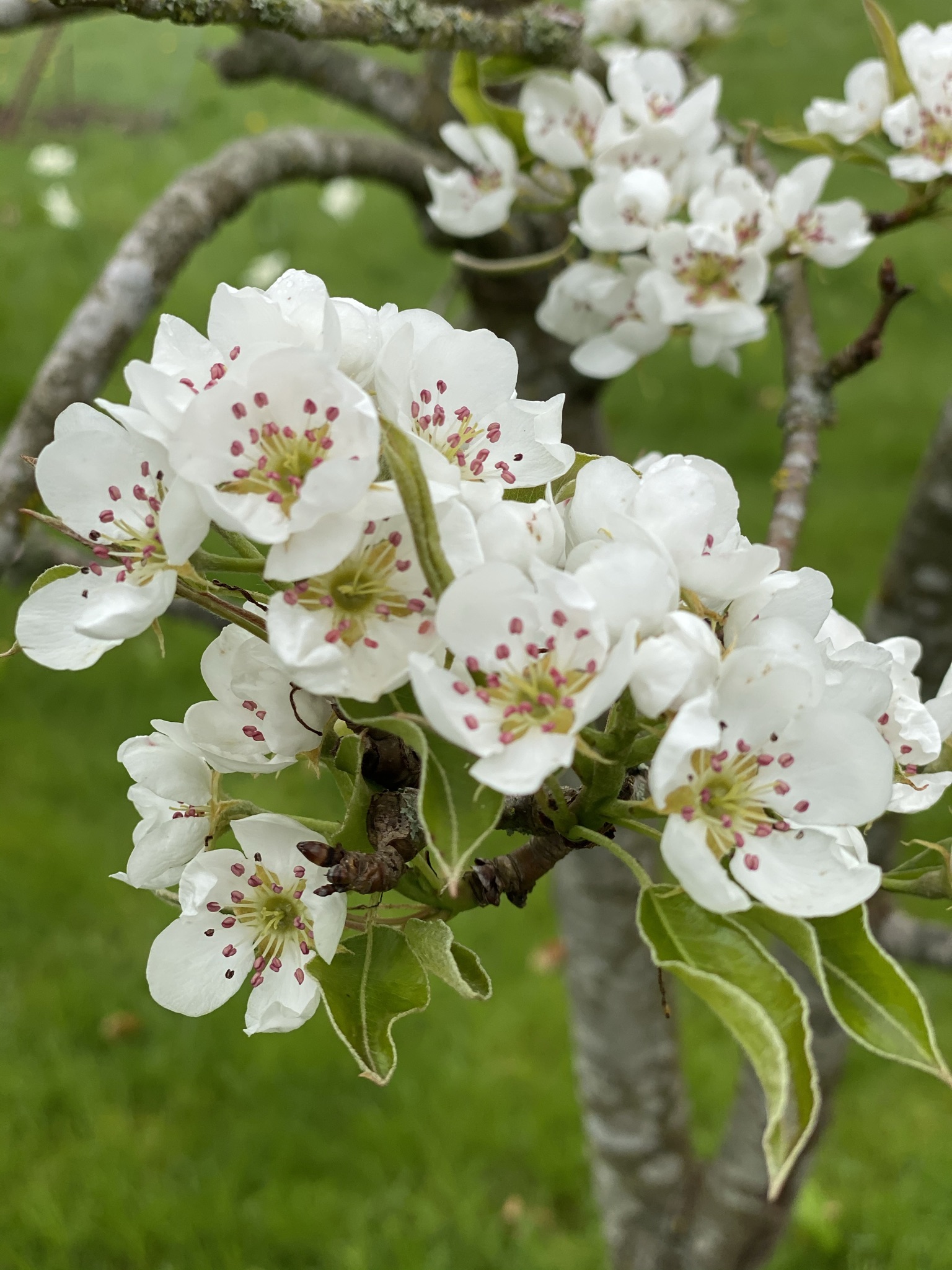 Æbleblomster