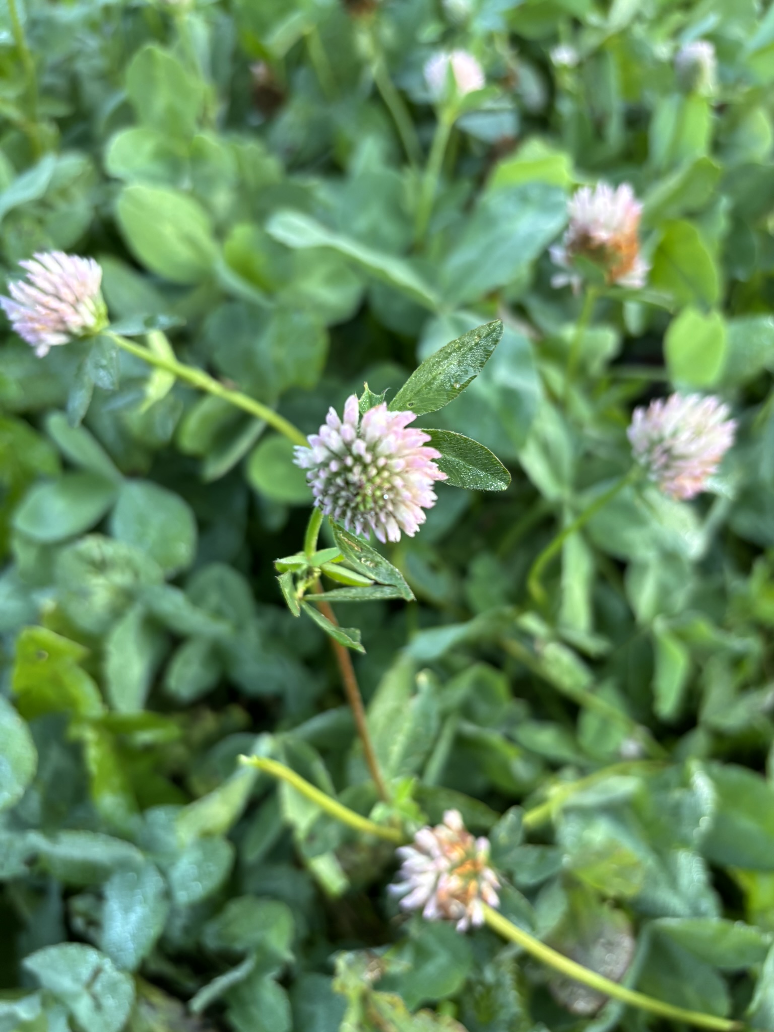 Kløverblomster