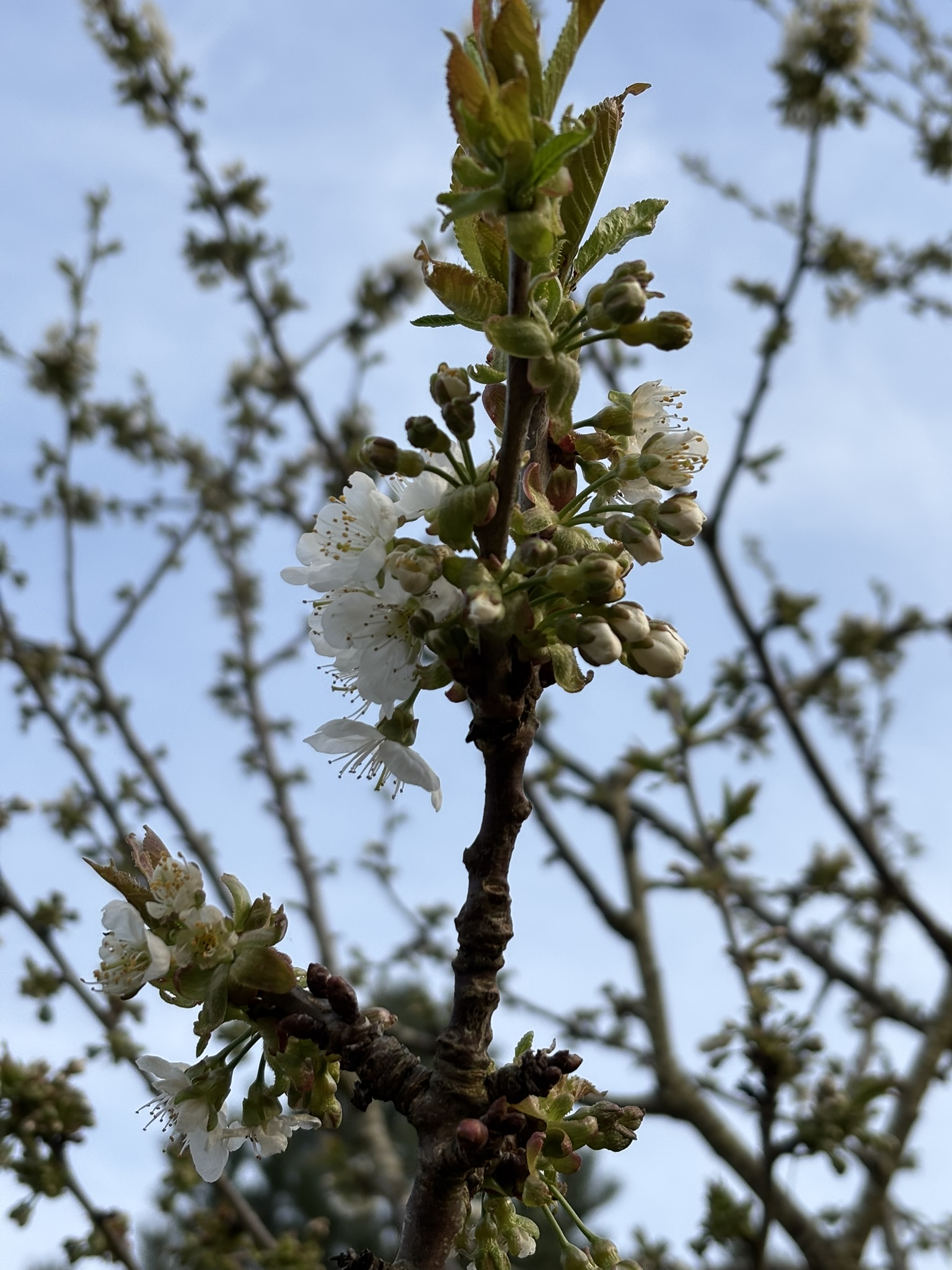 Hvidtjørneblomster