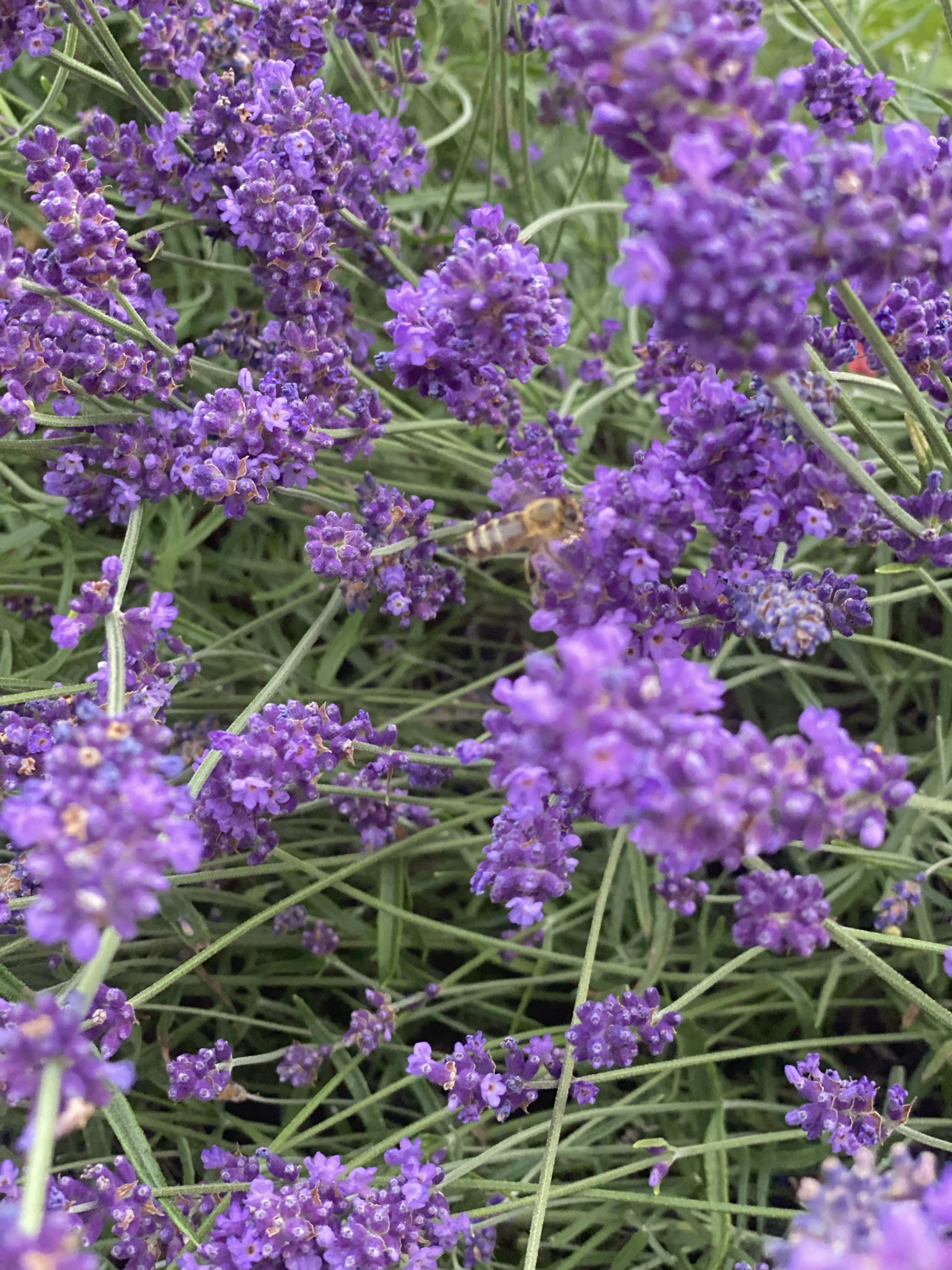 Lavendelblomster
