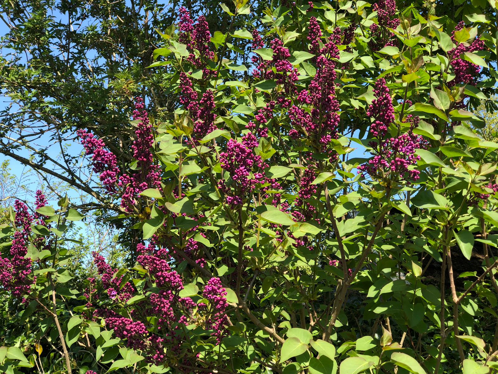 Syrenblomster
