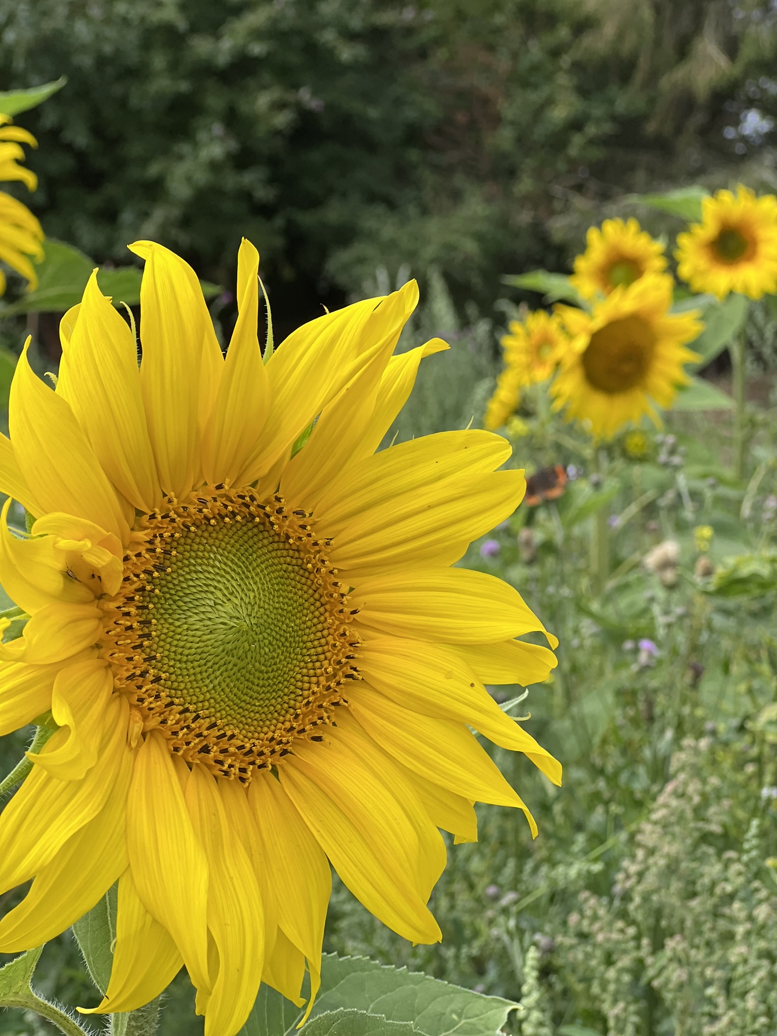 Solsikkeblomster