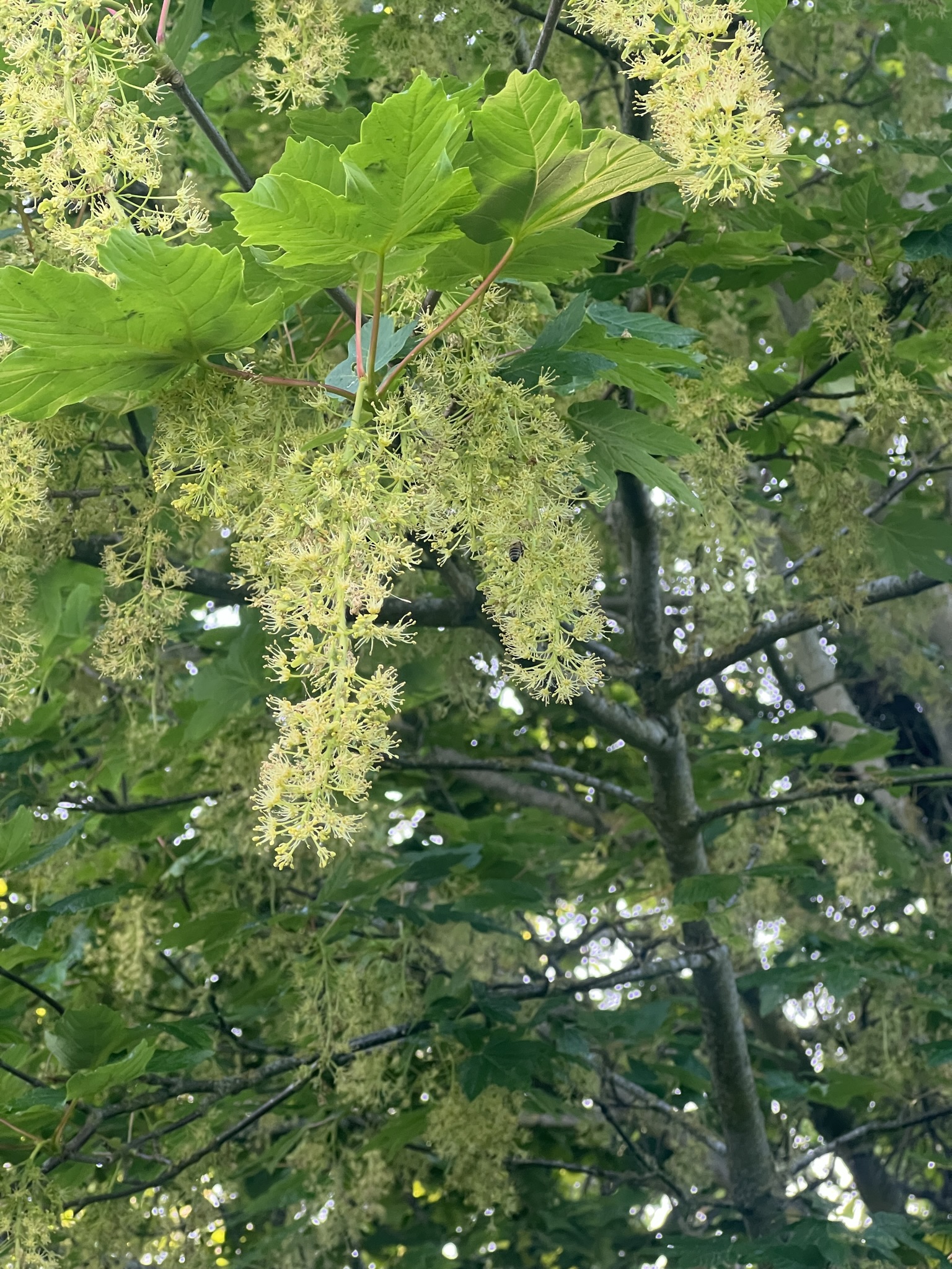 Træblomster