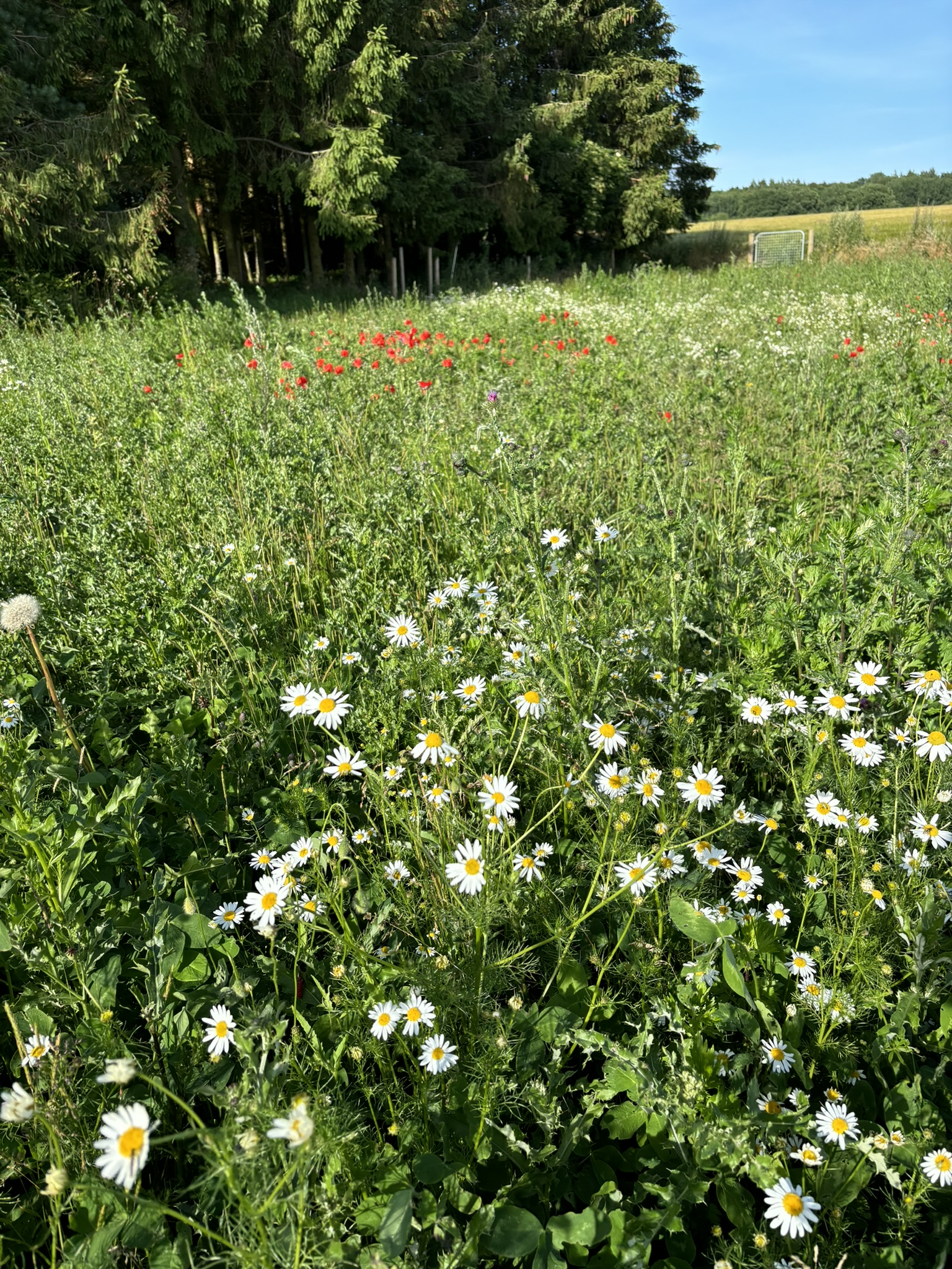 Sommer vildblomster